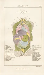 Organi interni del corpo umano - Vista anteriore
