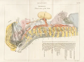 Sezione laterale del tronco - Neurologia
