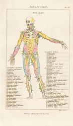Muscolatura del corpo umano - Vista anteriore