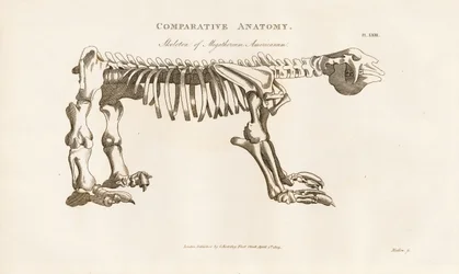 Scheletro di Megatherium americanum
