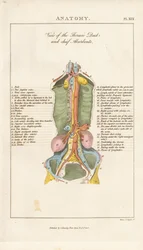 Vista del dotto toracico e degli assorbenti principali