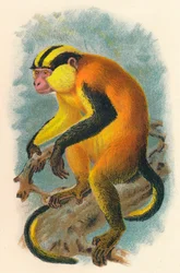 Genon di Erzleben, 1897