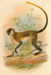 Guenon verde, 1897