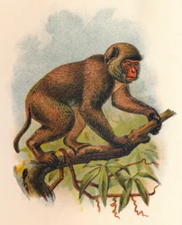Macaco di San Giovanni, 1897