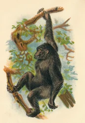 Il gorilla