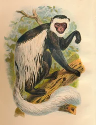 Il Guereza dalla coda bianca, 1897