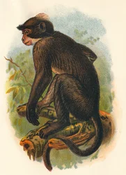 Mangabey dalla corona bianca, 1897