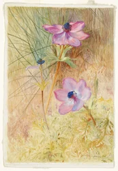Anemoni selvatici fiorentini