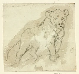 Cinque schizzi di leoni: Cucciolo in piedi