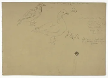 Schizzi di uccelli
