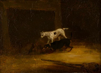 Due terrier che cercano di raggiungere un topo in una trappola