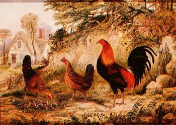 Gallo, Galline e Pulcini