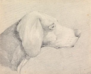 Testa di un foxhound, di profilo a destra