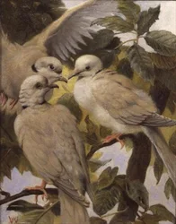 Tre Colombe Anellate