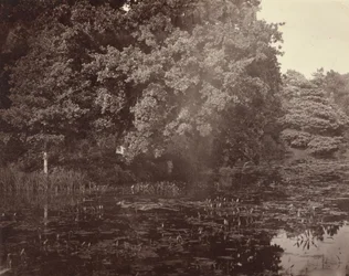 [Stagno nel parco, Surrey]