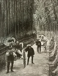 Un viale di bambù a Kyoto