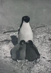 Una madre orgogliosa, c. 1911, 1913