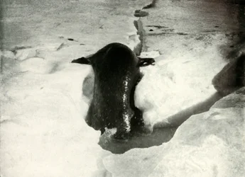Una foca di Weddell che sale sul ghiaccio, novembre 1911, 1913