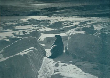 Una foca di Weddell sulla spiaggia