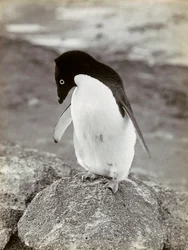 Un pinguino in Antartide