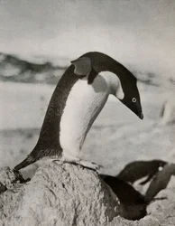 Un pinguino Adélie pronto a tuffarsi, c1910-1913, 1913
