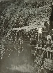 Tempo di fioritura dei ciliegi in Giappone, 1910