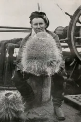 D. G. Lillie, con alcune delle spugne silicee, c1911, 1913