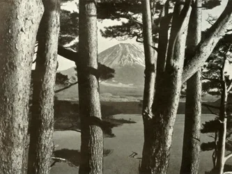 Il Fuji e i pini