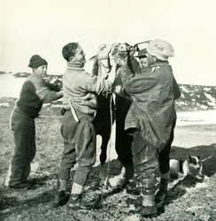 Pony prende whisky, 8 febbraio, 1911, 1913