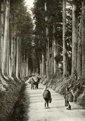Le Cryptomerias a Nikko, 1910