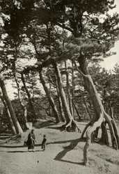 I pini di Shizu-Ura, 1910