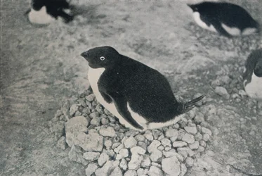 Questo pinguino ha un compagno laborioso, c1911, 1913