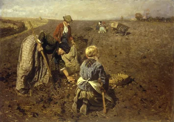 La raccolta delle patate