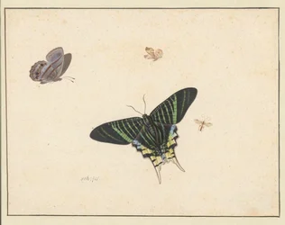 Tre farfalle e una vespa o mosca