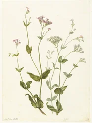 Senna vescicolosa e Viscaria appiccicosa