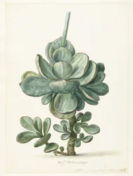 Pianta succulenta (Cotyledon orbiculata?)