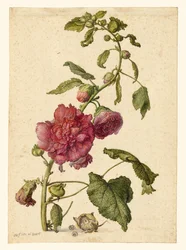 Un agrifoglio