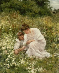 Raccolta di margherite