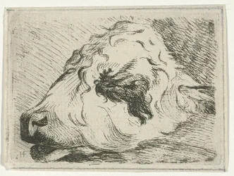 Testa di un vitello, di profilo, appoggiata su una trave