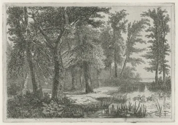 Paesaggio boschivo con uno stagno con anatre