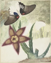 Due farfalle e un fiore giallo-viola a cinque petali