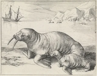 Tricheco a Spitsbergen