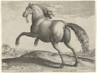 Cavallo di Spagna (Hispanus Alter)