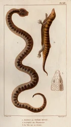 Aesping o Vipera Rossa, Scinco dalle farmacie, la sua testa vista dall