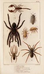 Amardille dei negozi, il Sascopte della scabbia, la Tarantola, l