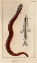Gymnonote elettrico e Eperlan. Fauna dei Medici o storia degli animali e dei loro prodotti di Hippolyte Cloquet - Volume 6 - 1825