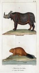 Rinoceronte indiano e castoro canadese. Fauna dei medici o storia degli animali e dei loro prodotti di Hippolyte Cloquet - Volume 6 - 1825