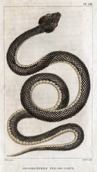 Rappresentazione del Trigonocephale - Punta di lancia: rettile. Tavola da Fauna dei medici o storia degli animali e dei loro prodotti
