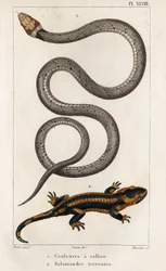 Il serpente collare, la salamandra terrestre