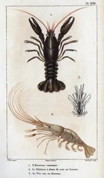 Il gambero comune, il Palemon con denti a sega o gambero, la sua testa vista dal basso. Fauna dei Medici o storia degli animali e dei loro prodotti di Hippolyte Cloquet - Volume 6 - 1825